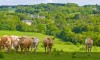 Le Vallon de Saint Eloi