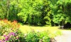 La Symphonie de la forêt 